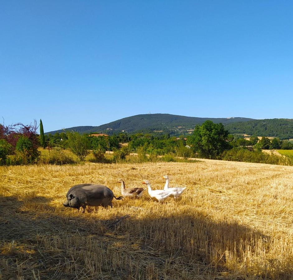 Il Girasole Country House Bed and Breakfast Camerano Esterno foto